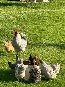 Home for chicken, rabbits or ducks