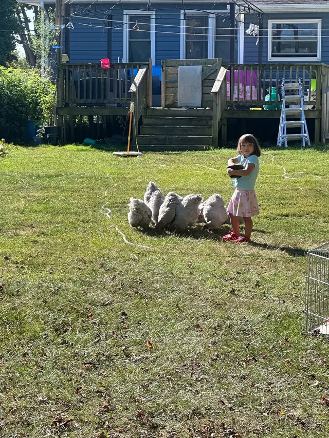 Home for chicken, rabbits or ducks - Photo 2