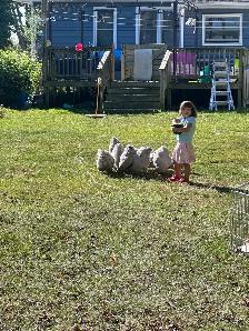 Home for chicken, rabbits or ducks - Photo 2