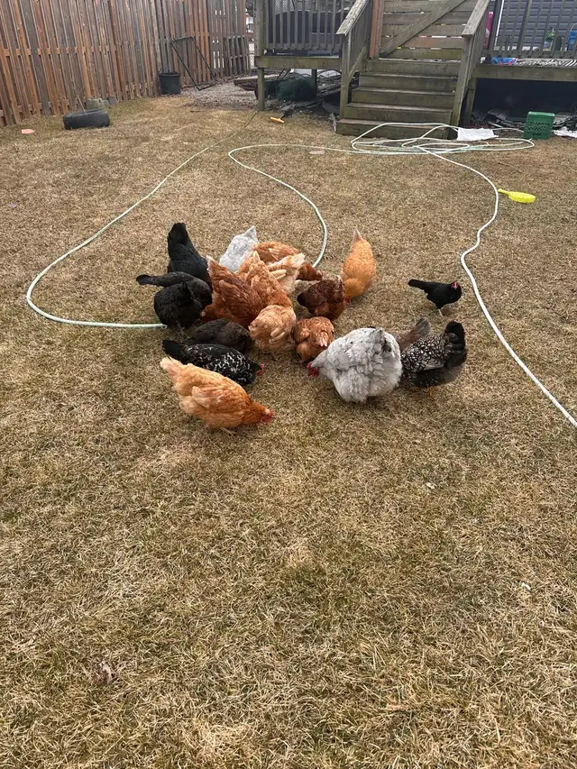 Home for chicken, rabbits or ducks - Photo 3