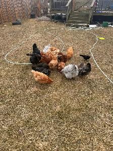 Home for chicken, rabbits or ducks - Photo 3