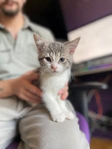 Chaton à Vendre - Photo 2