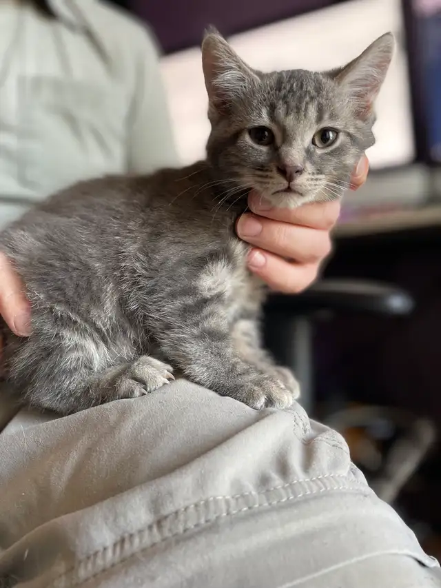 Chaton à Vendre - Photo 3