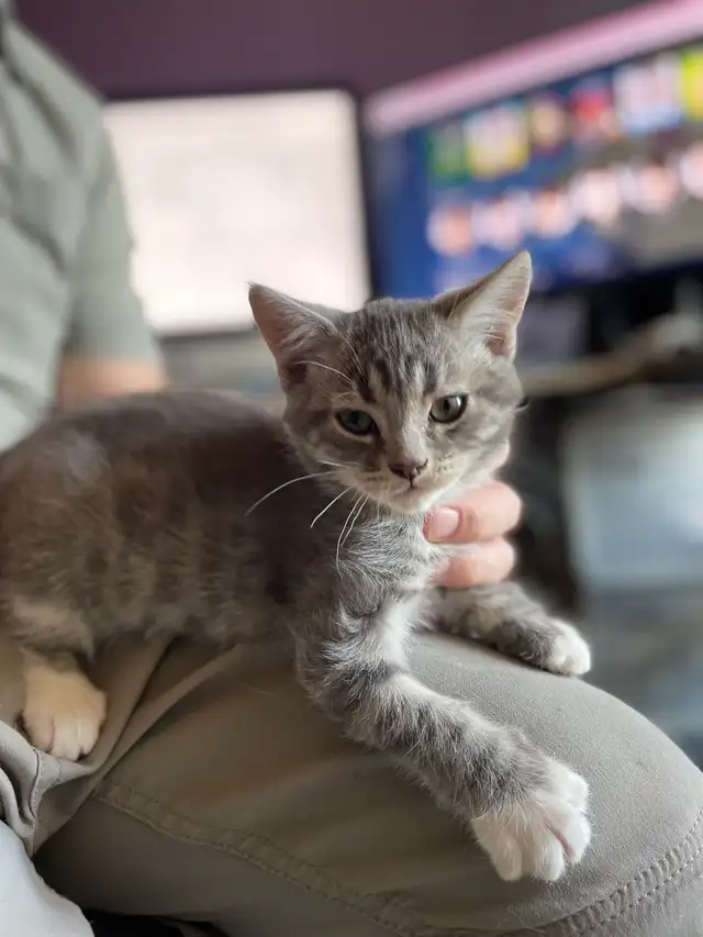 Chaton à Vendre - Photo 4