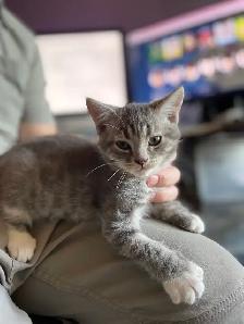 Chaton à Vendre - Photo 4