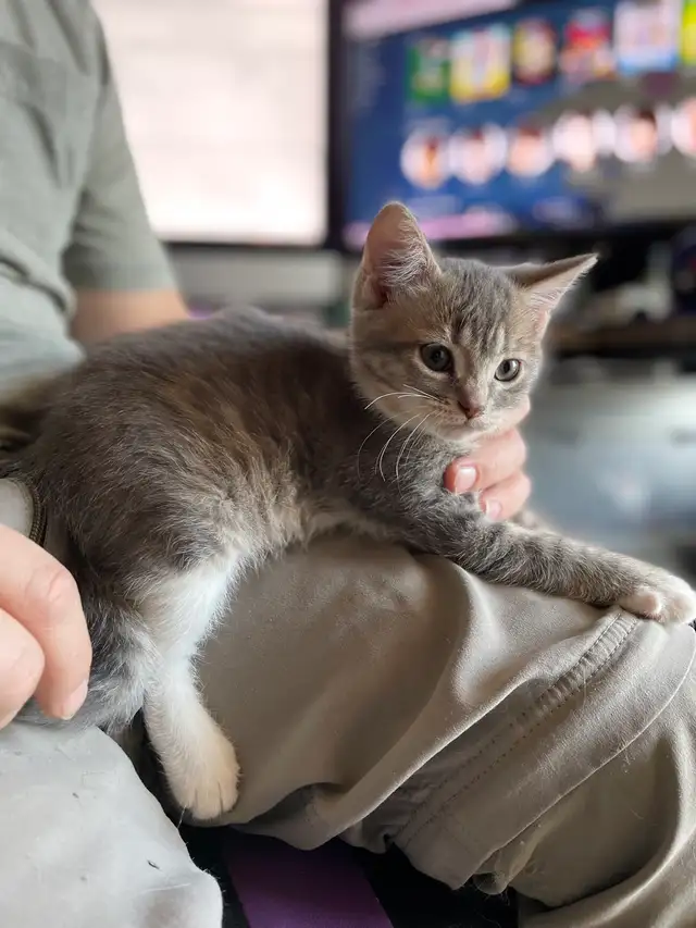 Chaton à Vendre - Photo 6