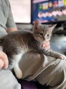 Chaton à Vendre - Photo 6