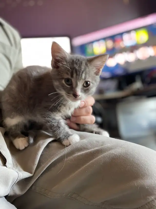 Chaton à Vendre - Photo 7