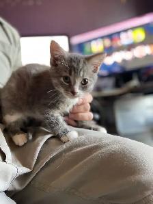 Chaton à Vendre - Photo 7