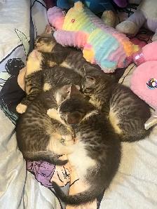 Chaton à Vendre - Photo 8