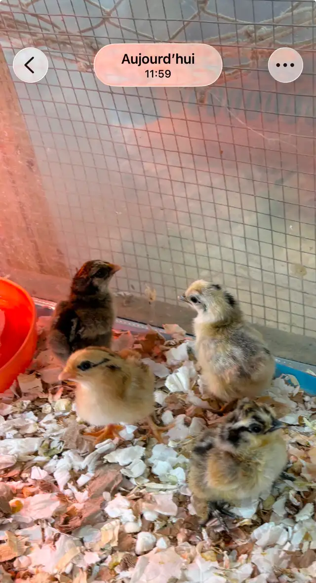 Magnifiques Poussins