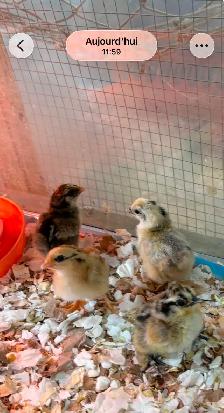 Magnifiques Poussins