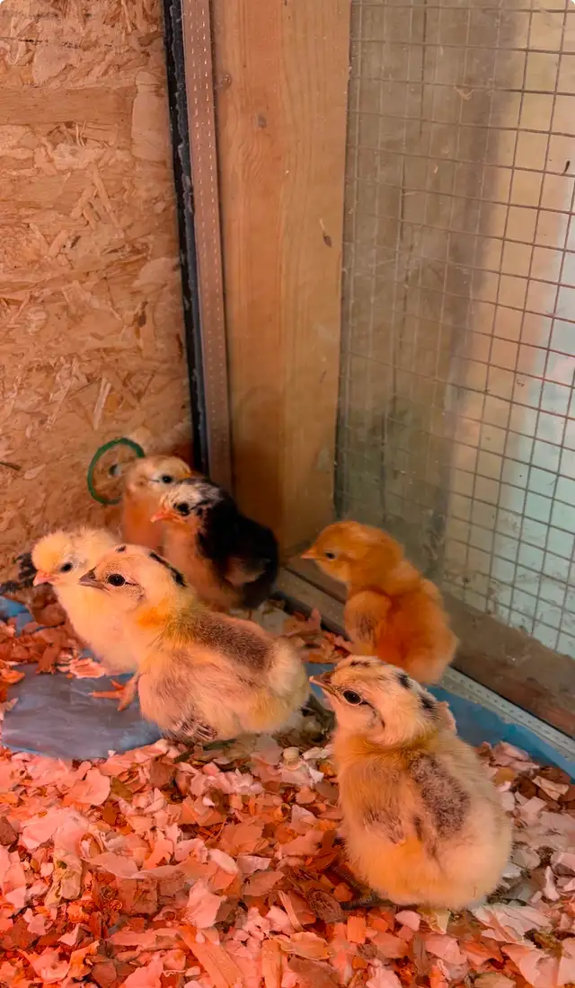 Magnifiques Poussins - Photo 2