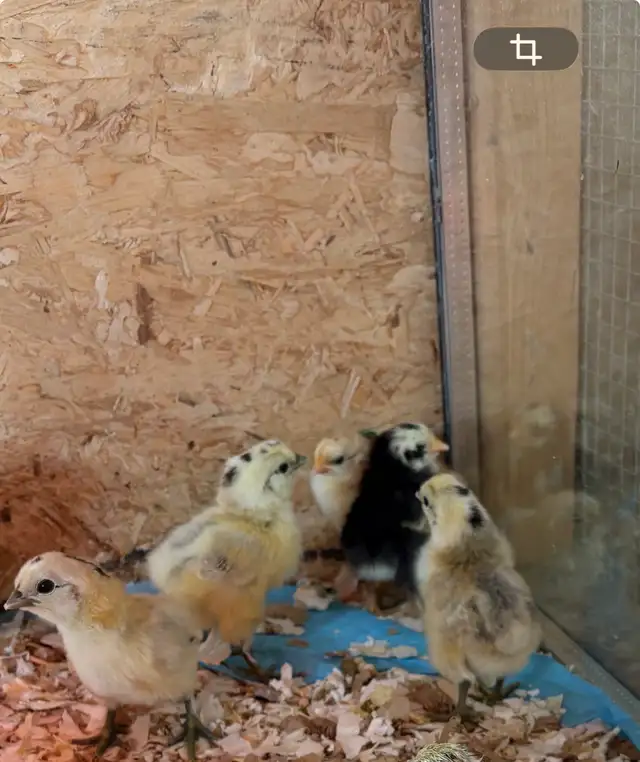 Magnifiques Poussins - Photo 3