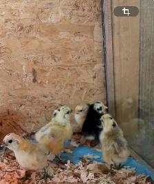 Magnifiques Poussins - Photo 3