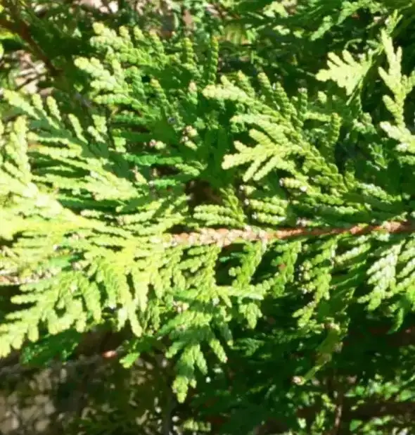 Looking for privacy? - Photo 3