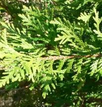 Looking for privacy? - Photo 3