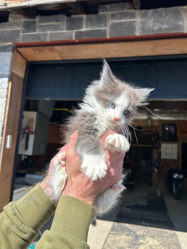 chatons Maine coon - Photo 2