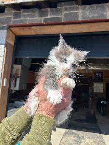 chatons Maine coon - Photo 2