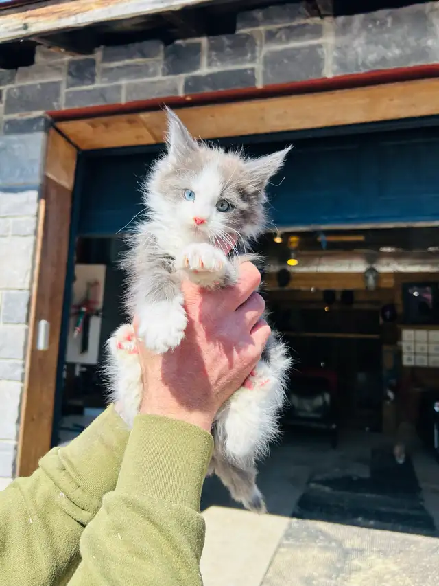chatons Maine coon - Photo 3