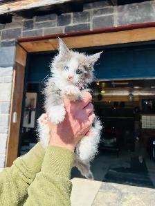chatons Maine coon - Photo 3