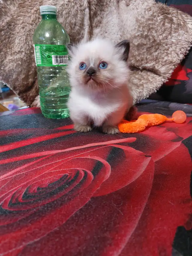 BEAUTIFUL STANDARD NAPOLEON MUNCHKIN KITTEN