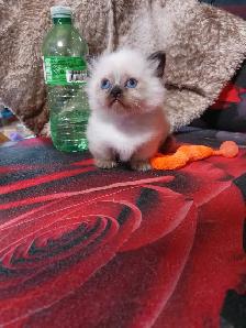 BEAUTIFUL STANDARD NAPOLEON MUNCHKIN KITTEN
