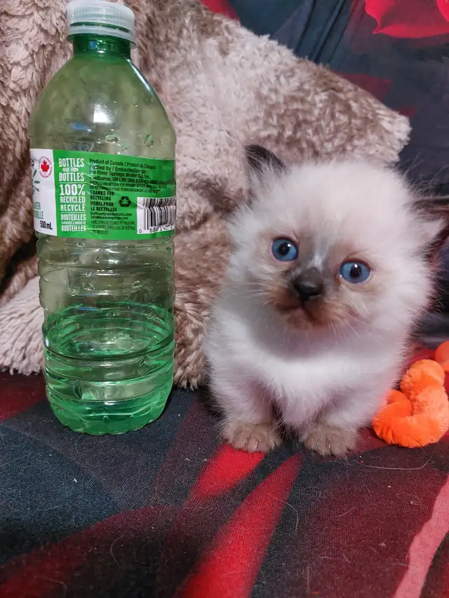 BEAUTIFUL STANDARD NAPOLEON MUNCHKIN KITTEN - Photo 2