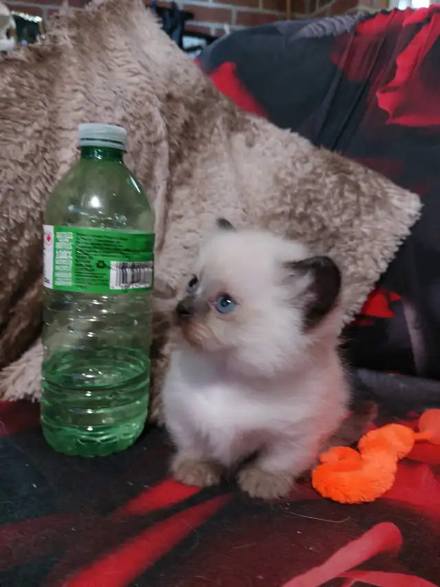 BEAUTIFUL STANDARD NAPOLEON MUNCHKIN KITTEN - Photo 3