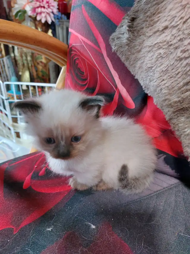 BEAUTIFUL STANDARD NAPOLEON MUNCHKIN KITTEN - Photo 4