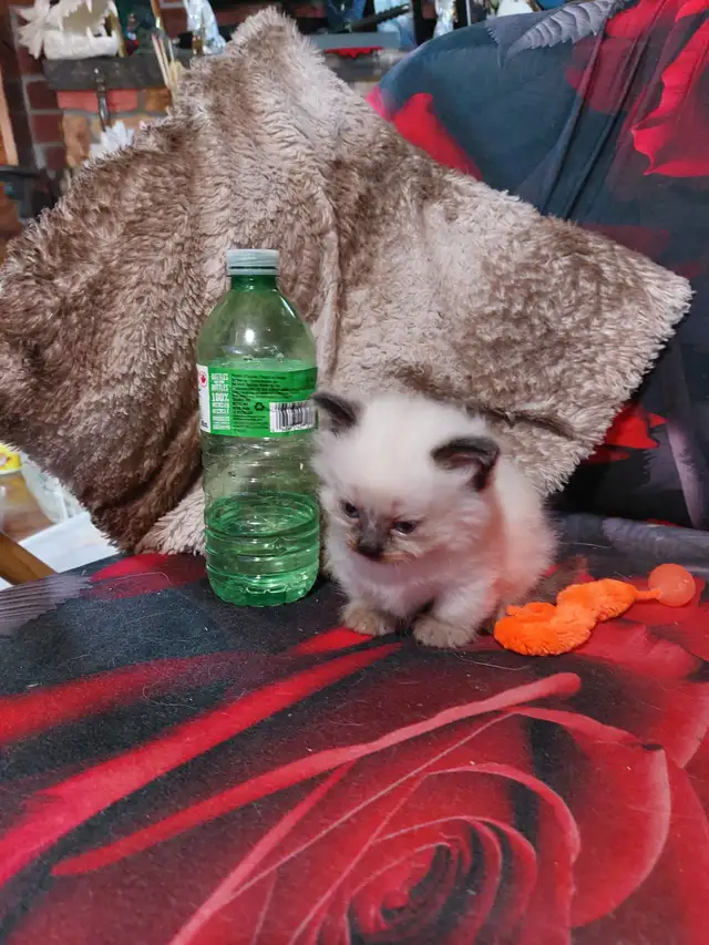 BEAUTIFUL STANDARD NAPOLEON MUNCHKIN KITTEN - Photo 5