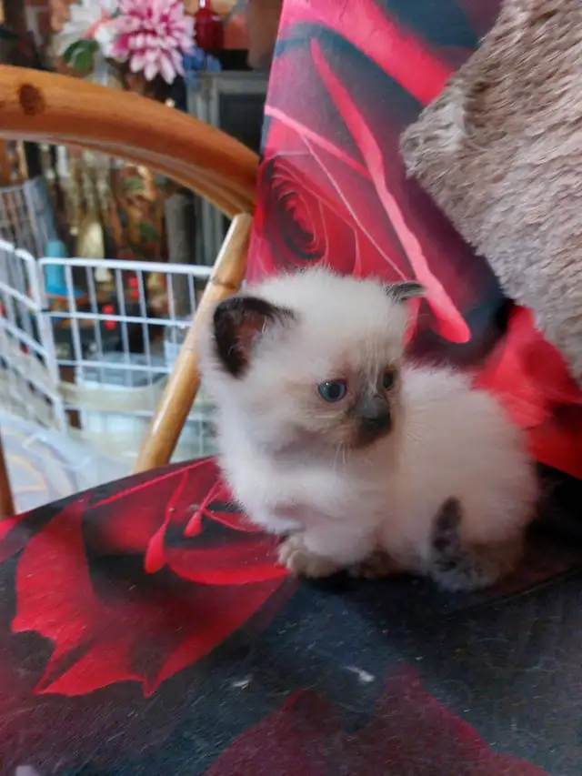BEAUTIFUL STANDARD NAPOLEON MUNCHKIN KITTEN - Photo 6
