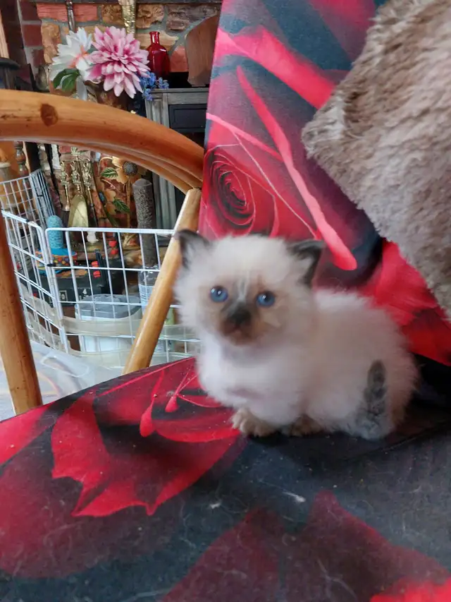 BEAUTIFUL STANDARD NAPOLEON MUNCHKIN KITTEN - Photo 7