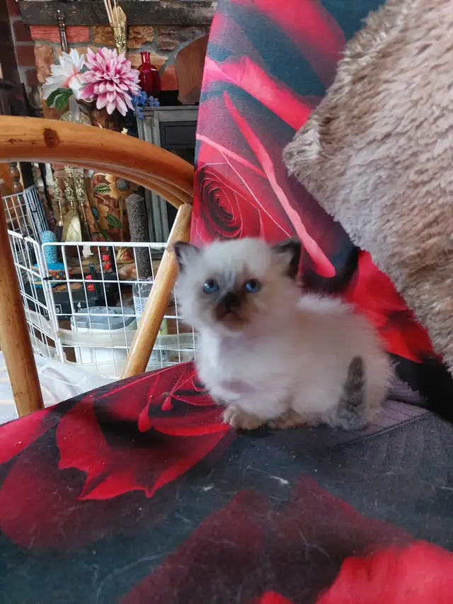 BEAUTIFUL STANDARD NAPOLEON MUNCHKIN KITTEN - Photo 8