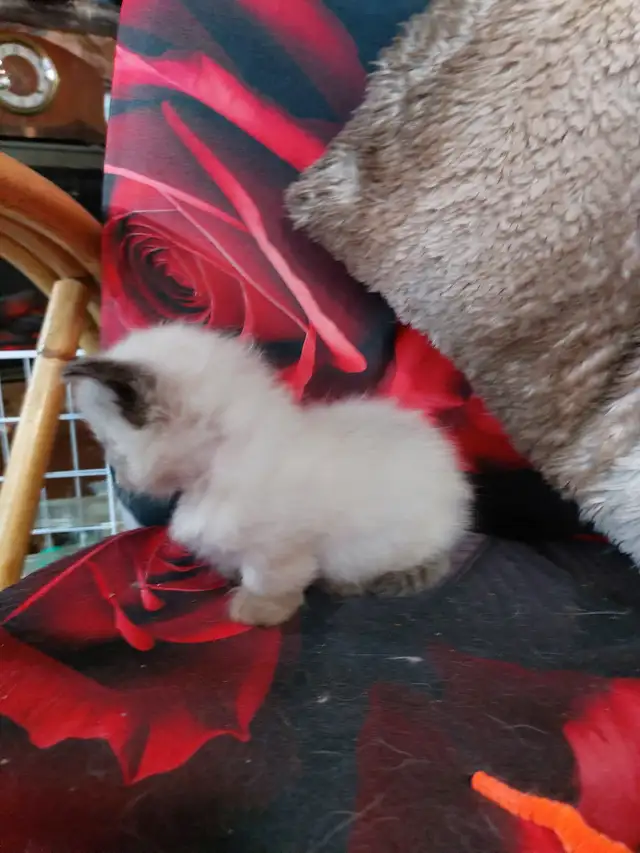 BEAUTIFUL STANDARD NAPOLEON MUNCHKIN KITTEN - Photo 9