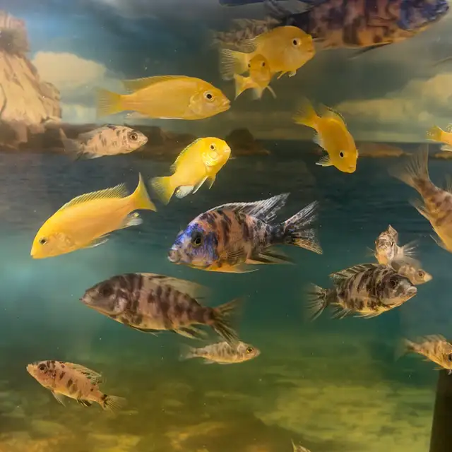 African cichlids for sale