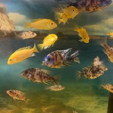 African cichlids for sale