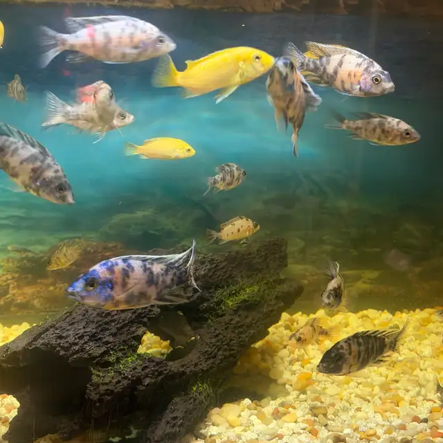 African cichlids for sale - Photo 2