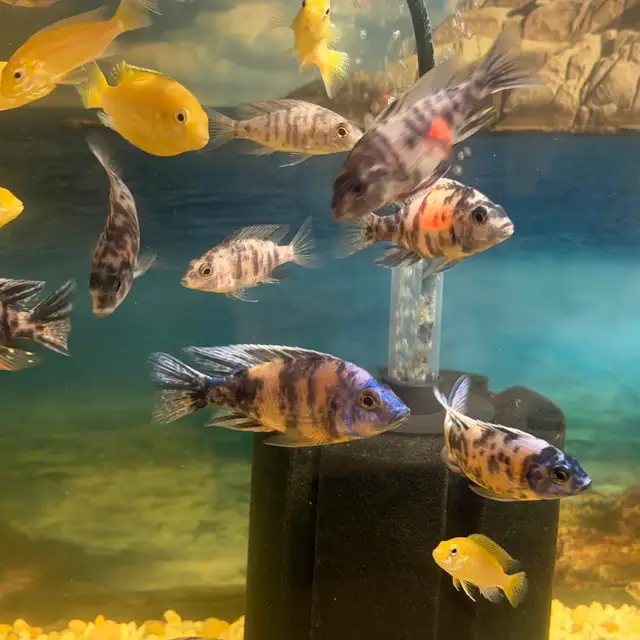 African cichlids for sale - Photo 3
