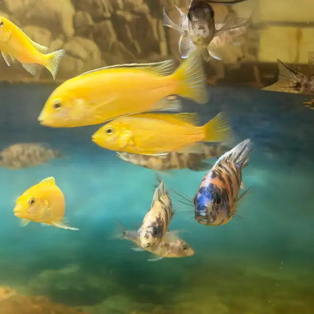African cichlids for sale - Photo 4