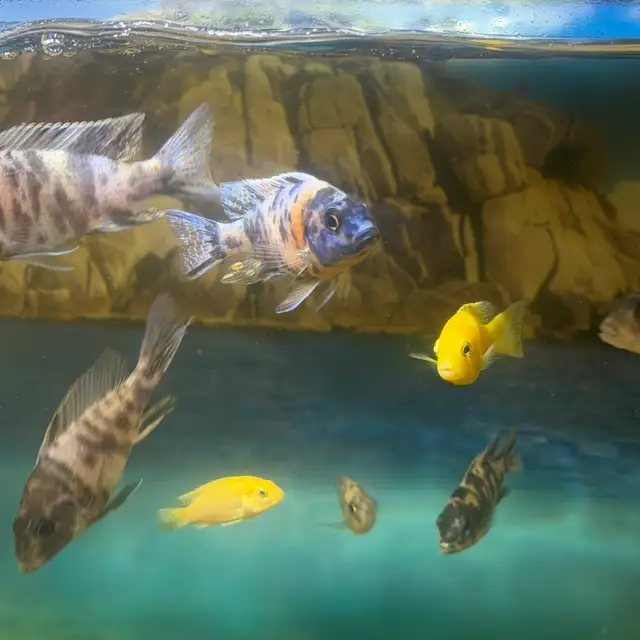 African cichlids for sale - Photo 5