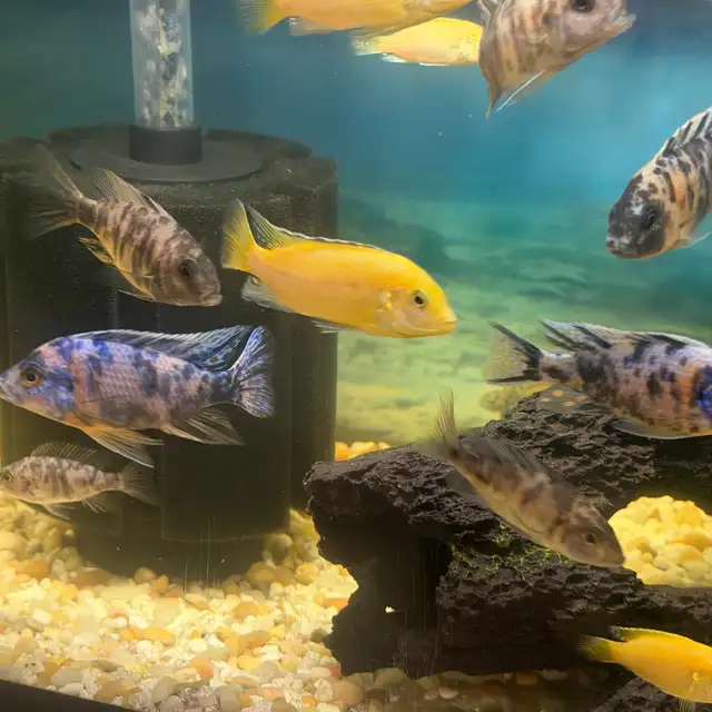 African cichlids for sale - Photo 6