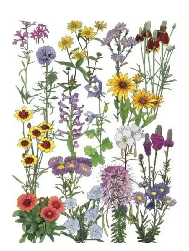 Bon Blooms - Photo 3