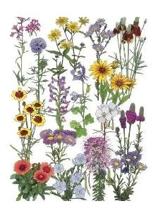 Bon Blooms - Photo 3