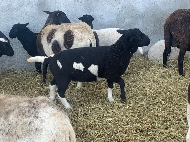 lambs for sale - Photo 2