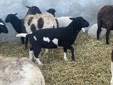 lambs for sale - Photo 2