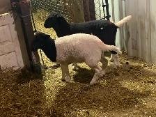 lambs for sale - Photo 4