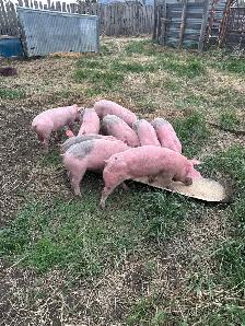 Weanling hogs wanted :