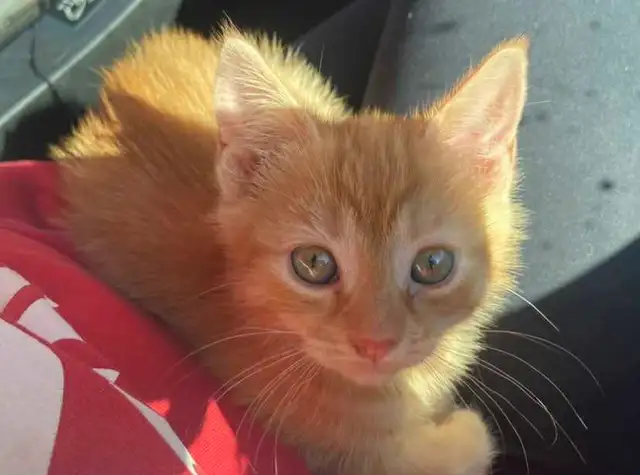 orange kittens - Photo 2