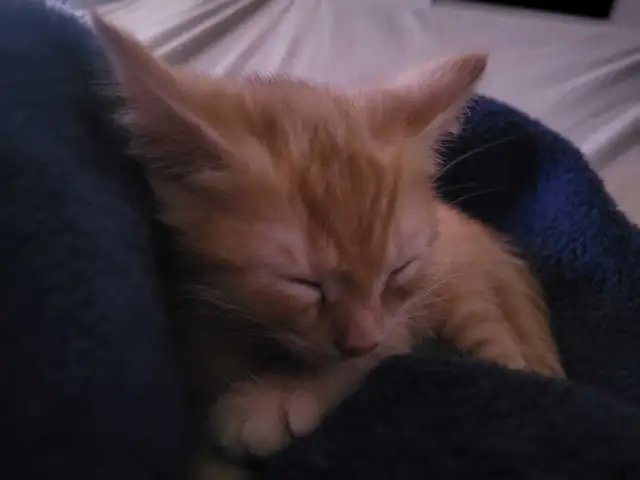 orange kittens - Photo 3